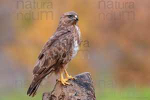 Foto di Poiana (Buteo buteo)
