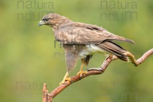 Foto di Poiana (Buteo buteo)