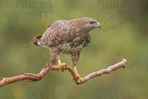 Foto di Poiana (Buteo buteo)