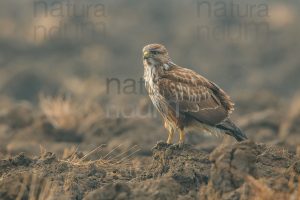 Foto di Poiana (Buteo buteo)
