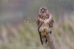 Foto di Poiana (Buteo buteo)