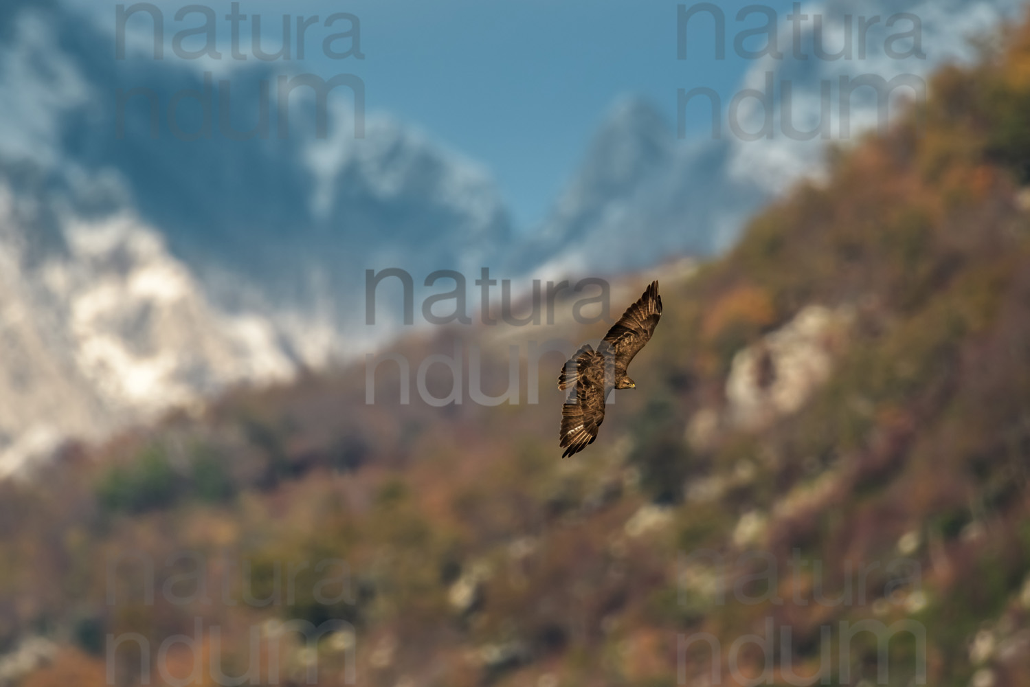 Photos of Common Buzzard (Buteo buteo)