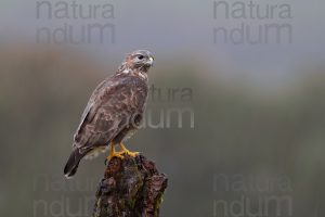 Foto di Poiana (Buteo buteo)