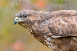 Foto di Poiana (Buteo buteo)