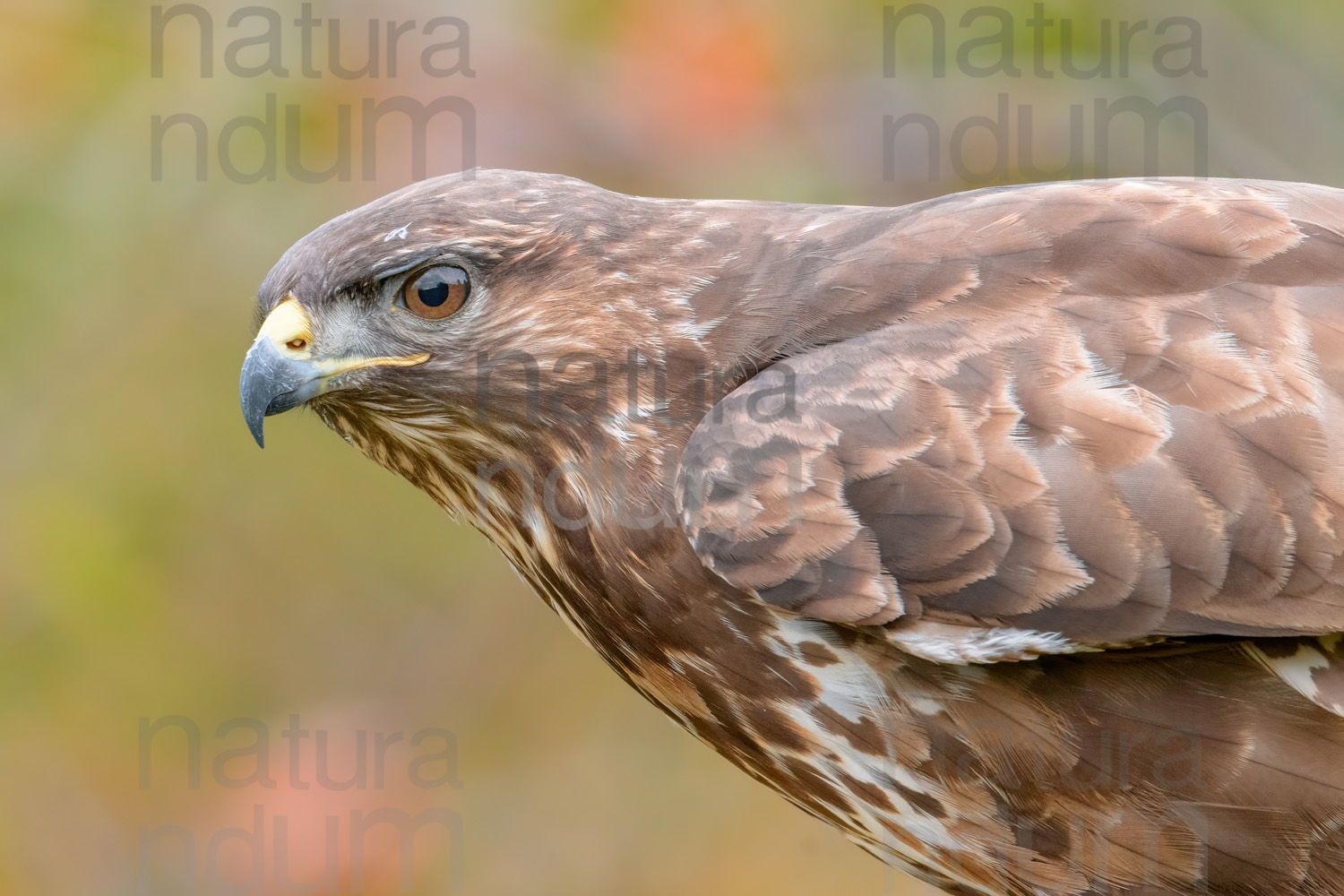 Photos of Common Buzzard (Buteo buteo)