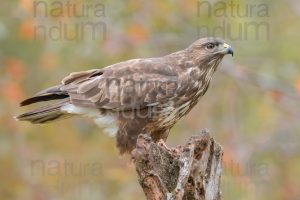Foto di Poiana (Buteo buteo)