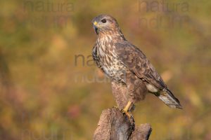 Foto di Poiana (Buteo buteo)