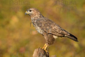Foto di Poiana (Buteo buteo)