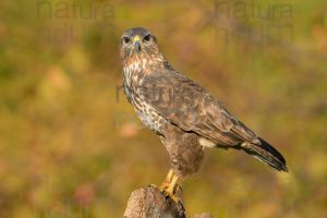 Foto di Poiana (Buteo buteo)