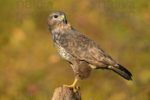 Foto di Poiana (Buteo buteo)