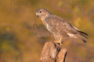 Foto di Poiana (Buteo buteo)