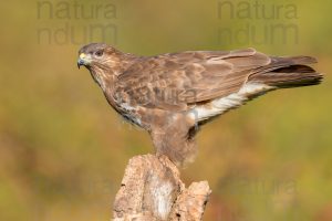 Foto di Poiana (Buteo buteo)