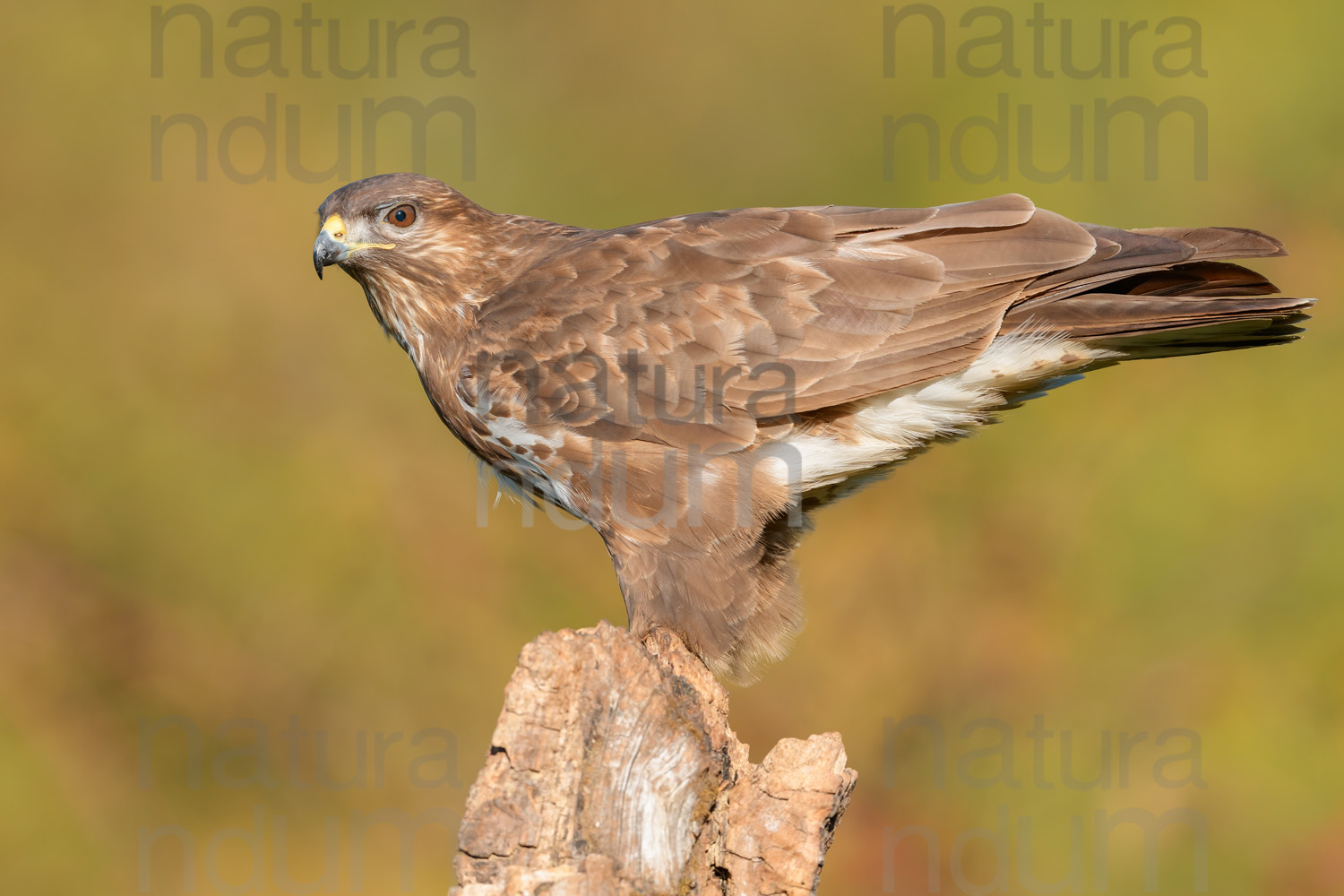 Photos of Common Buzzard (Buteo buteo)