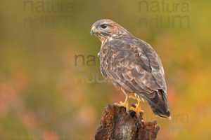 Foto di Poiana (Buteo buteo)