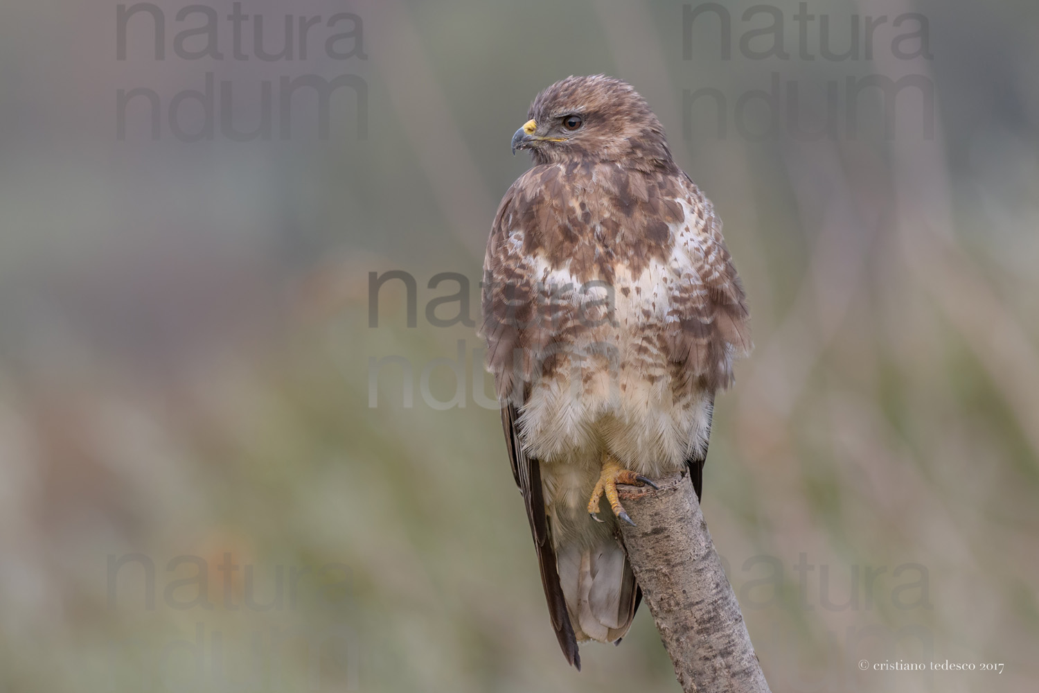 Photos of Common Buzzard (Buteo buteo)