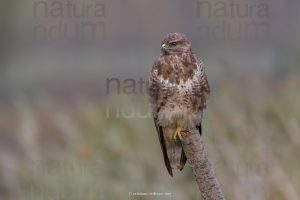 Photos of Common Buzzard (Buteo buteo)