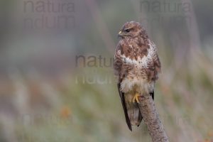 Photos of Common Buzzard (Buteo buteo)