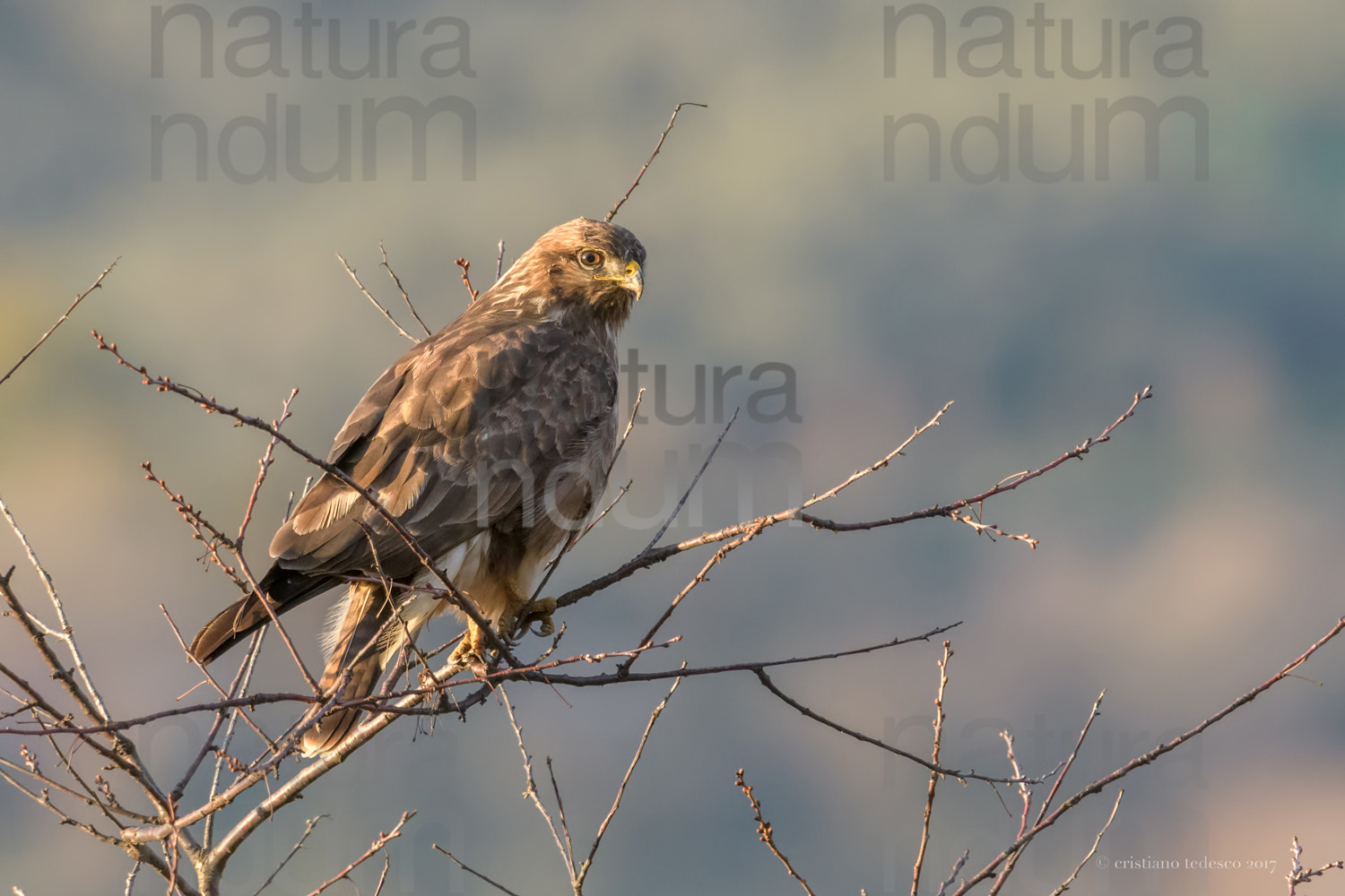 Foto di Poiana (Buteo buteo)