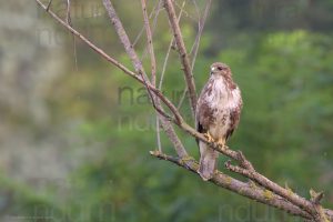 Foto di Poiana (Buteo buteo)