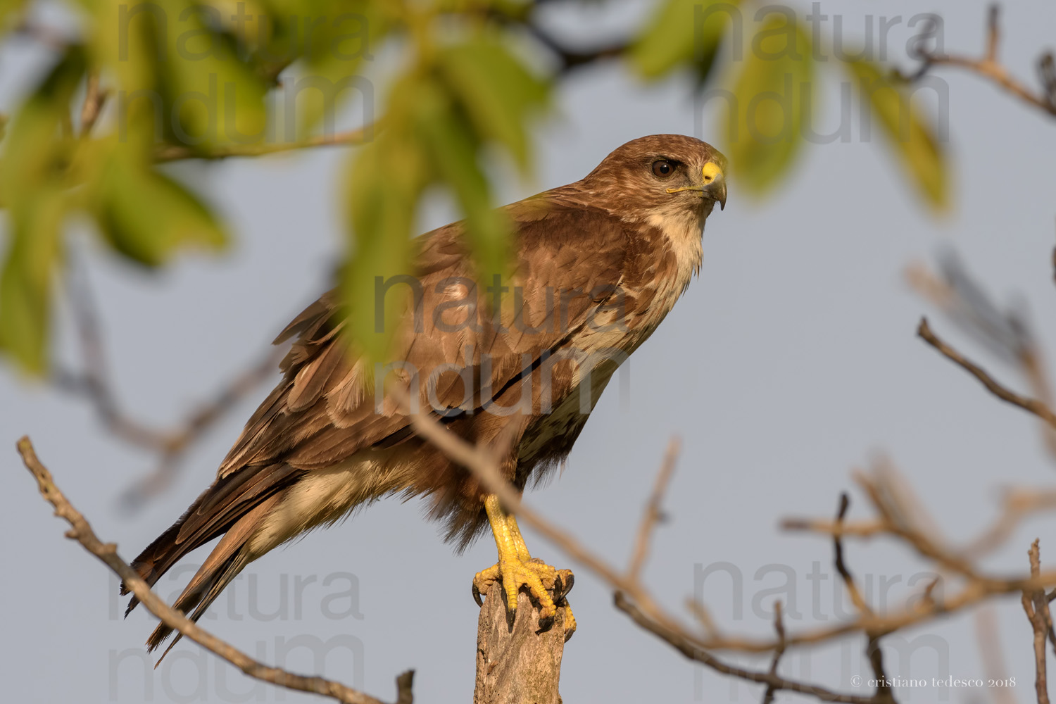 Foto di Poiana (Buteo buteo)