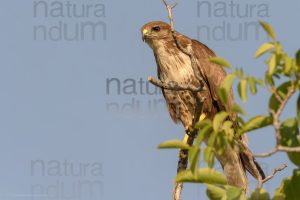 Photos of Common Buzzard (Buteo buteo)