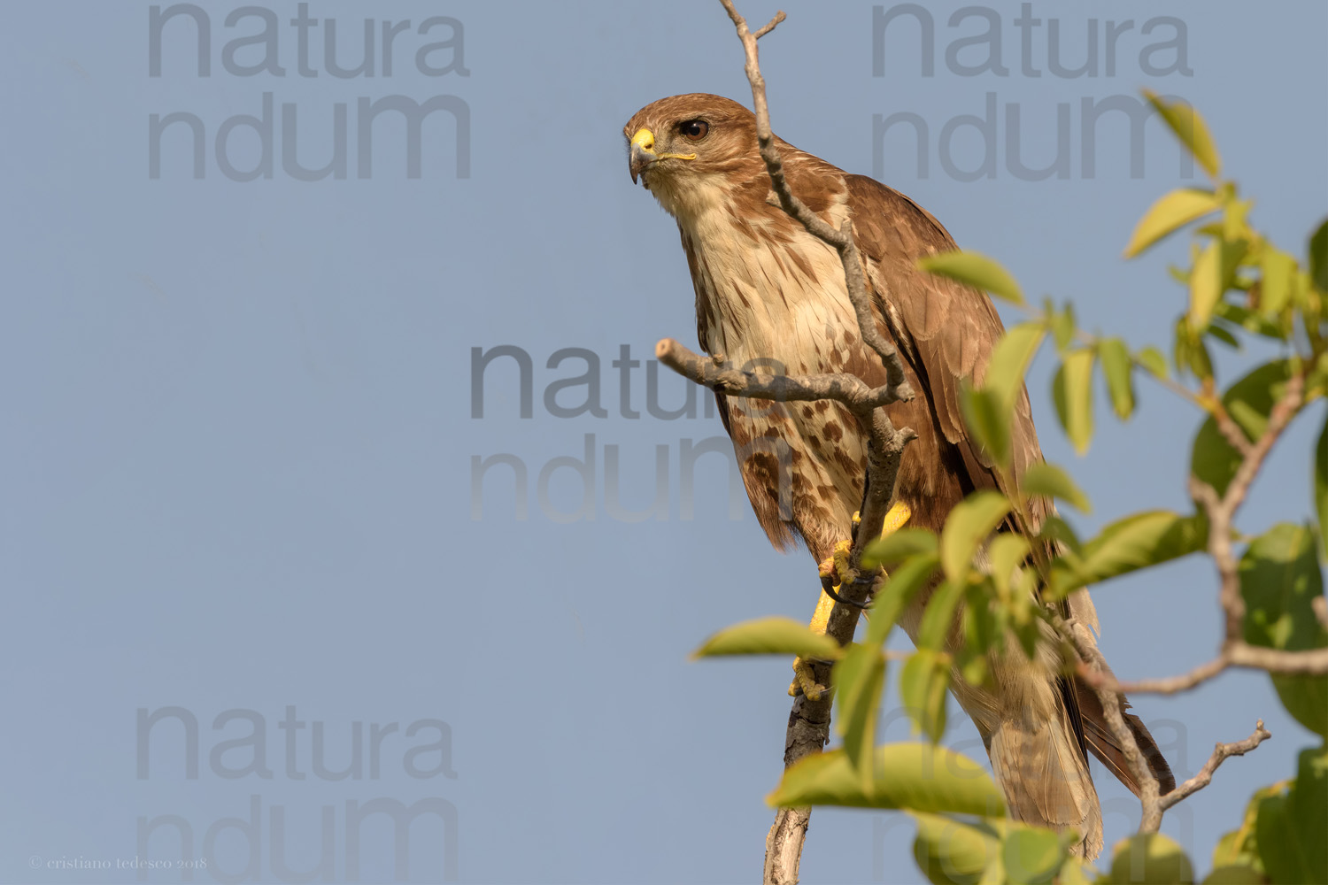 Foto di Poiana (Buteo buteo)