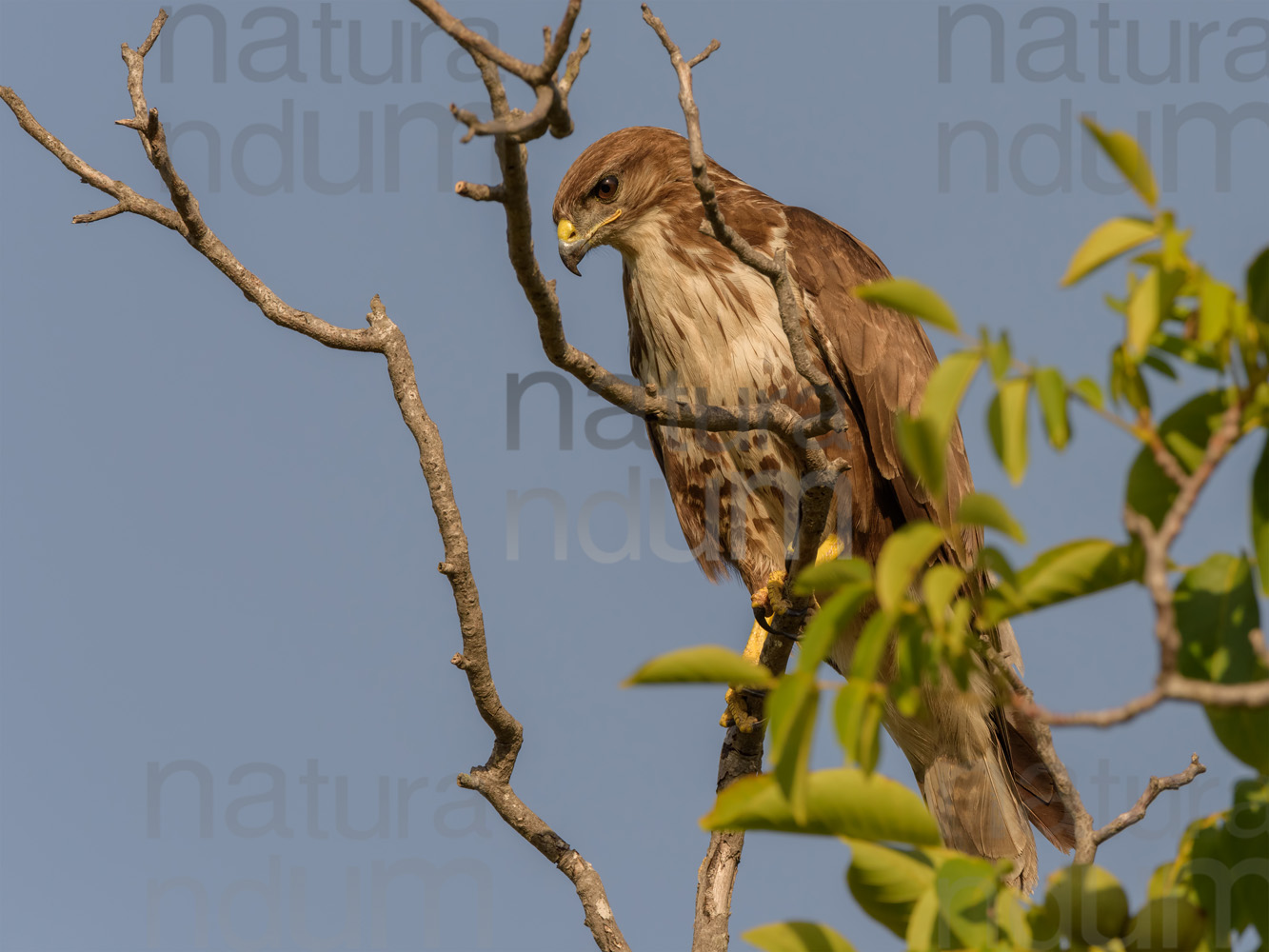 Photos of Common Buzzard (Buteo buteo)