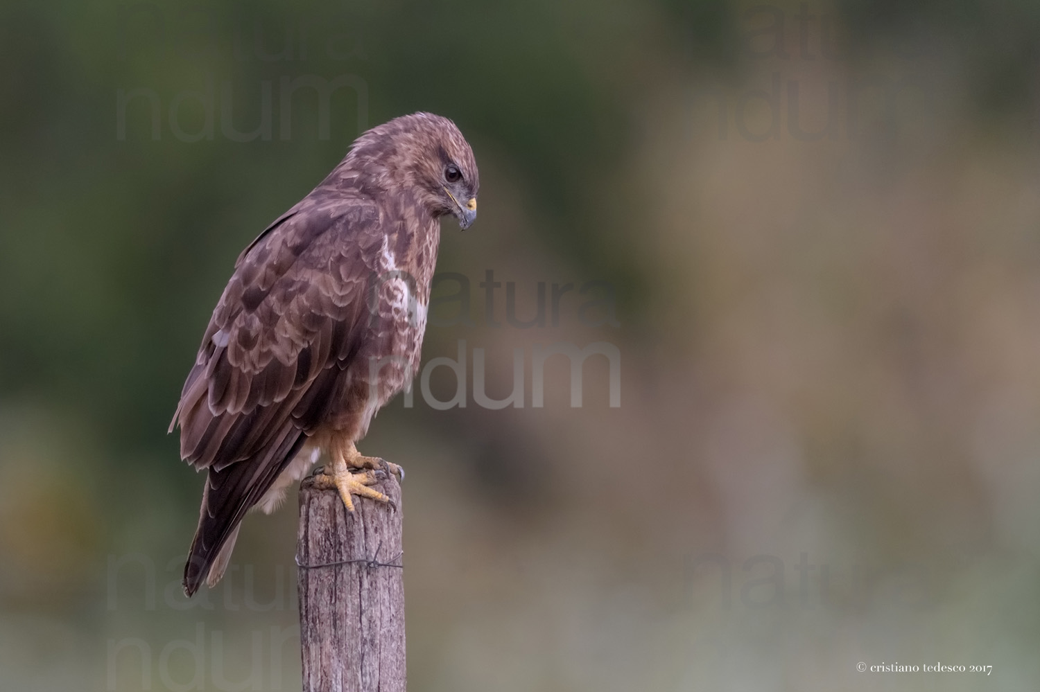 Photos of Common Buzzard (Buteo buteo)