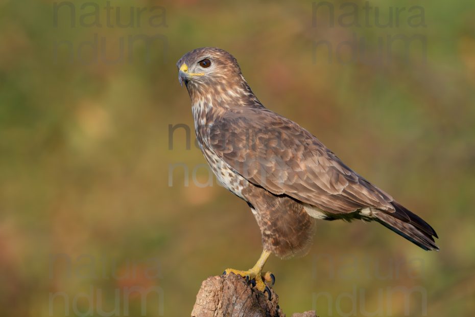 Photos of Common Buzzard (Buteo buteo)