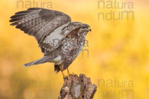 Photos of Common Buzzard (Buteo buteo)