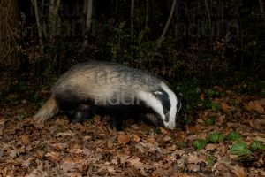 Photos of European badger (Meles meles)