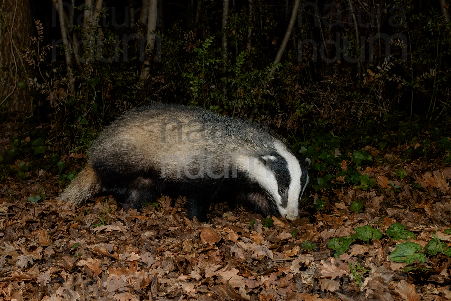 Photos of European badger (Meles meles)