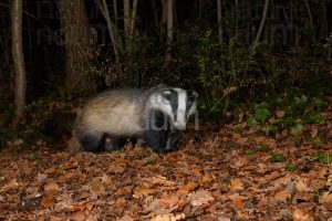 Photos of European badger (Meles meles)