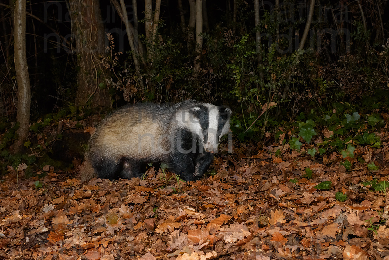 Photos of European badger (Meles meles)