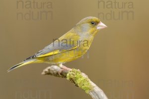 European Greenfinch images (Chloris chloris)