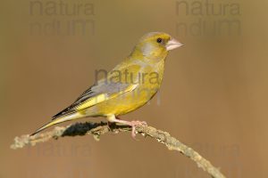 Foto di Verdone (Chloris chloris)