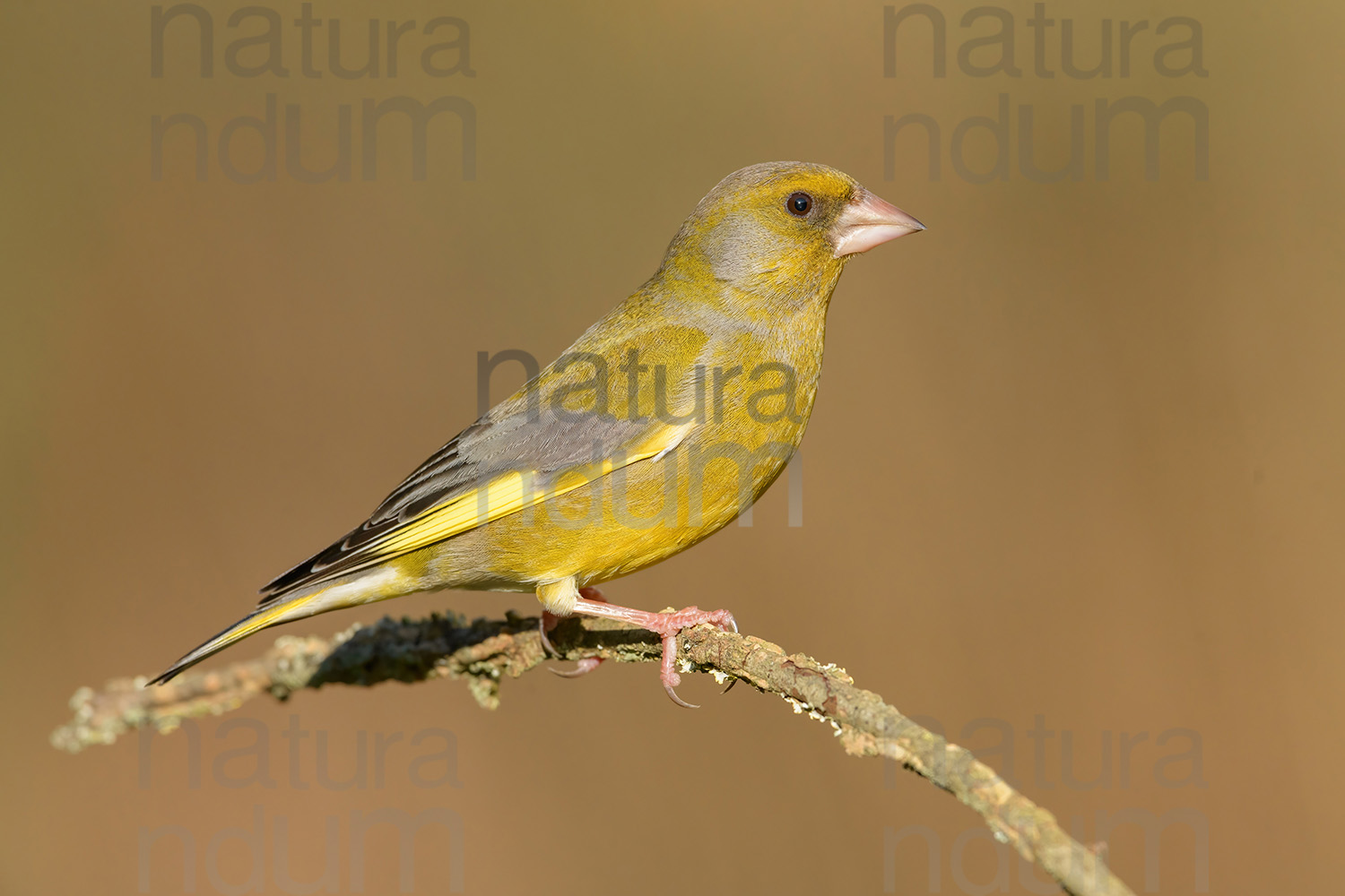 Foto di Verdone (Chloris chloris)