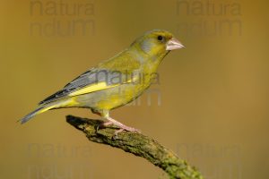 Foto di Verdone (Chloris chloris)