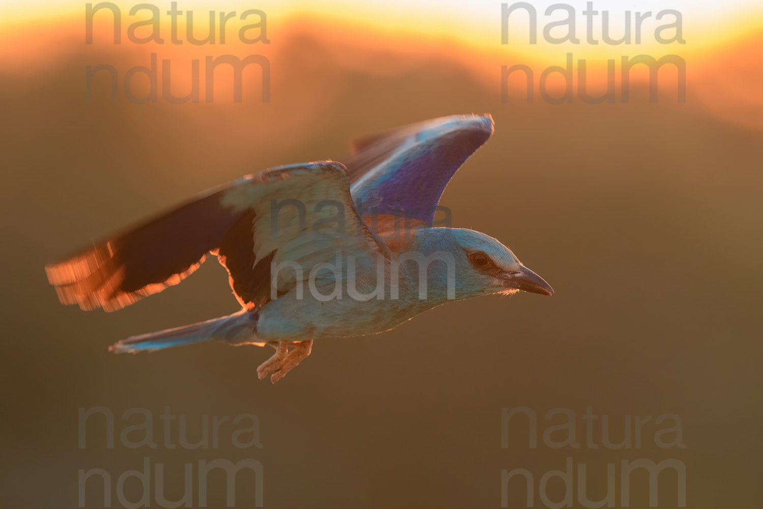 Photos of European Roller (Coracias garrulus)