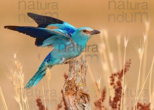 Photos of European Roller (Coracias garrulus)
