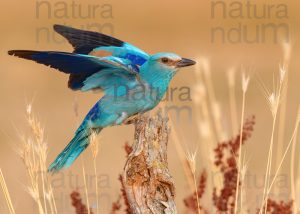 Foto di Ghiandaia marina (Coracias garrulus)