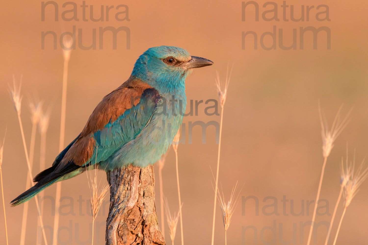 Foto di Ghiandaia marina (Coracias garrulus)