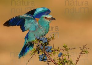 Foto di Ghiandaia marina (Coracias garrulus)