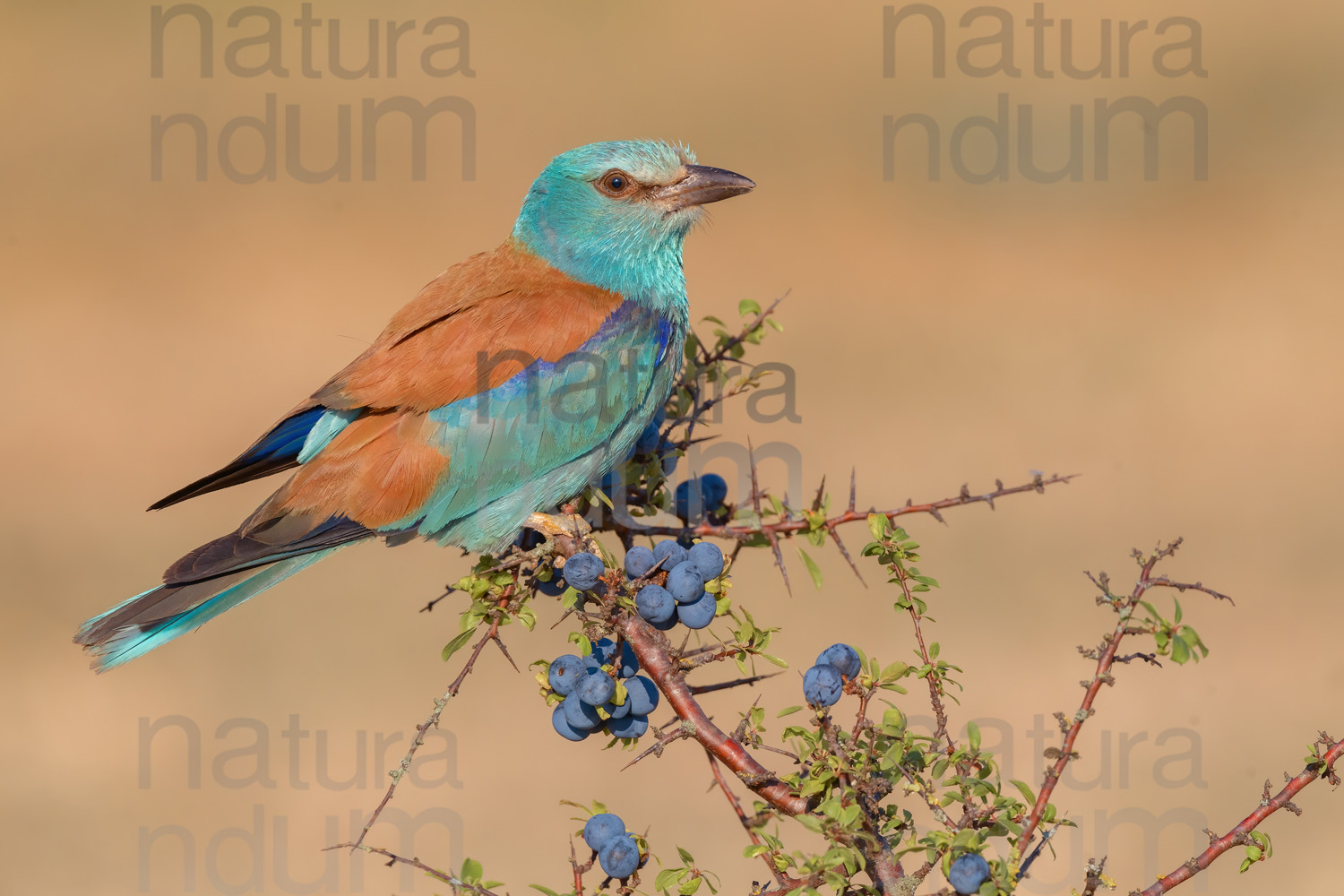 Foto di Ghiandaia marina (Coracias garrulus)