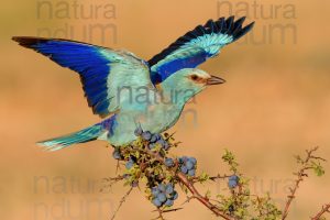 Foto di Ghiandaia marina (Coracias garrulus)