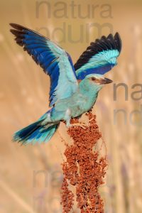 Photos of European Roller (Coracias garrulus)