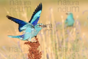 Photos of European Roller (Coracias garrulus)