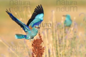Photos of European Roller (Coracias garrulus)