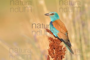 Foto di Ghiandaia marina (Coracias garrulus)