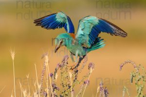 Photos of European Roller (Coracias garrulus)